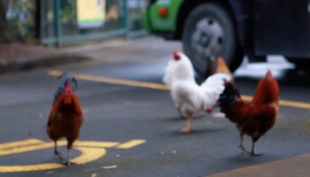 Nueva Zelanda - Gallinas salvajes