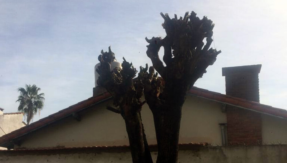 Poda de árboles: lo que no hay que hacer 3 poda arbol