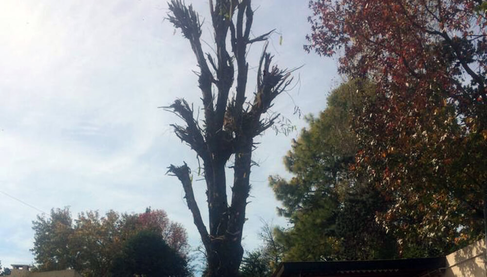 Poda de árboles: lo que no hay que hacer 1 poda arbol