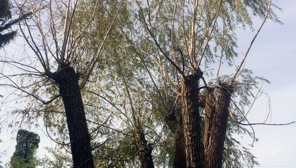 Poda de árboles: lo que no hay que hacer 2 poda arbol