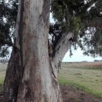 arbol puma
