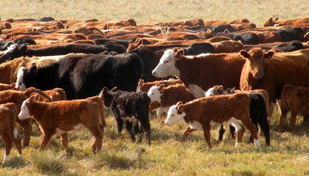 rodeo de cría