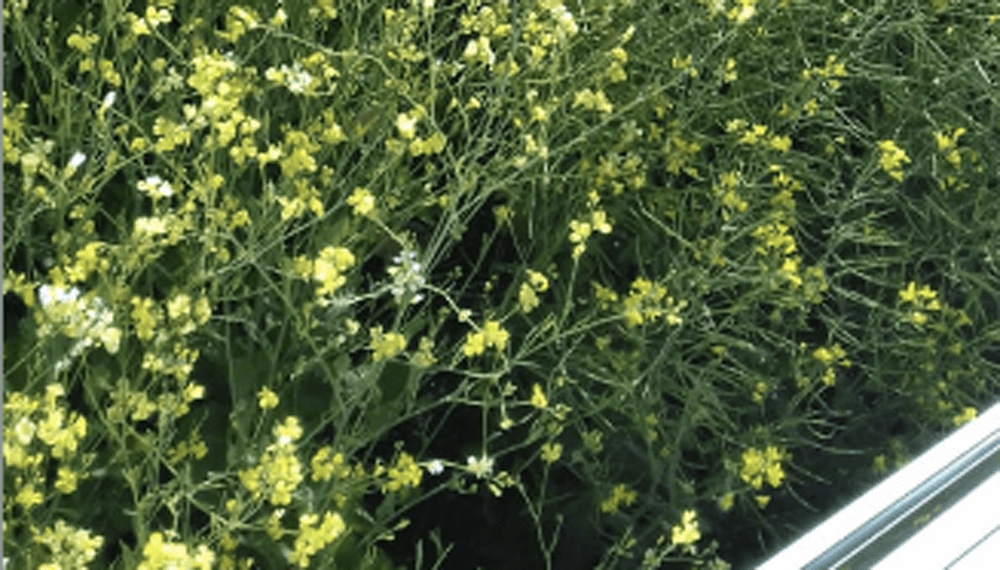carinata aapresid