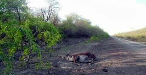 chaco sequía