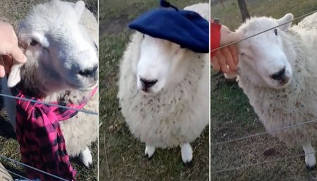 oveja con bufanda