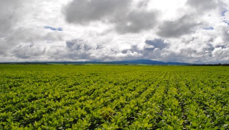 campo