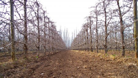 frutales invierno