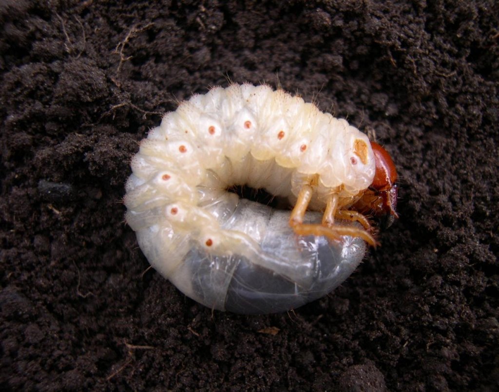gusano blanco