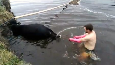 parto agua veterinario