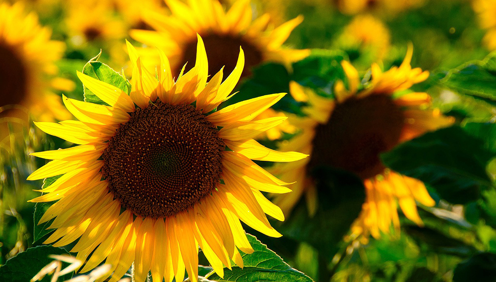 sun flower 726978 1280