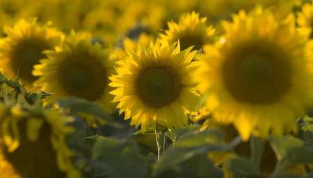 El arte de hacer girasol: lanzan un nuevo herbicida flexible para el control de malezas 1 Girasol
