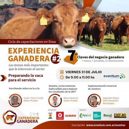 Derribando mitos: ¿Cómo preparar mejor la vaca para el servicio? 1 experienciaganadera2 POST logos infocampo