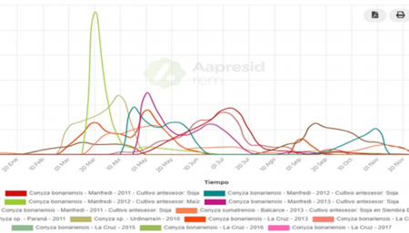 Rama negra, una problemática que se reinventa 1 grafico2 conyza infocampo
