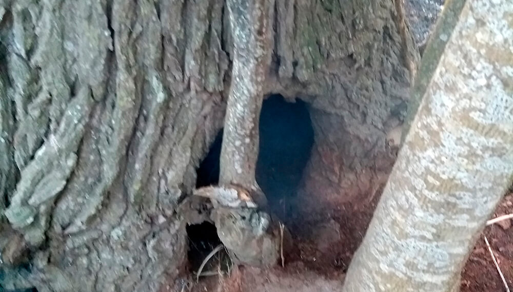 Rescataron a siete cachorros ocultos en un árbol de un incendio en un campo de Matheu 4 incendio arbol matheu
