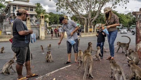 macaco infocampo