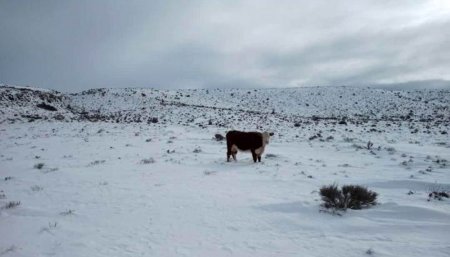 ola polar cra