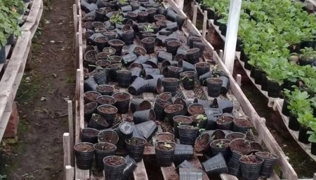 robos plantines