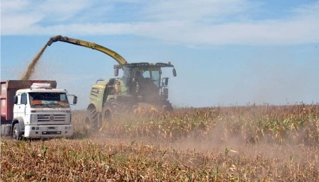 sorgo advanta infocampo