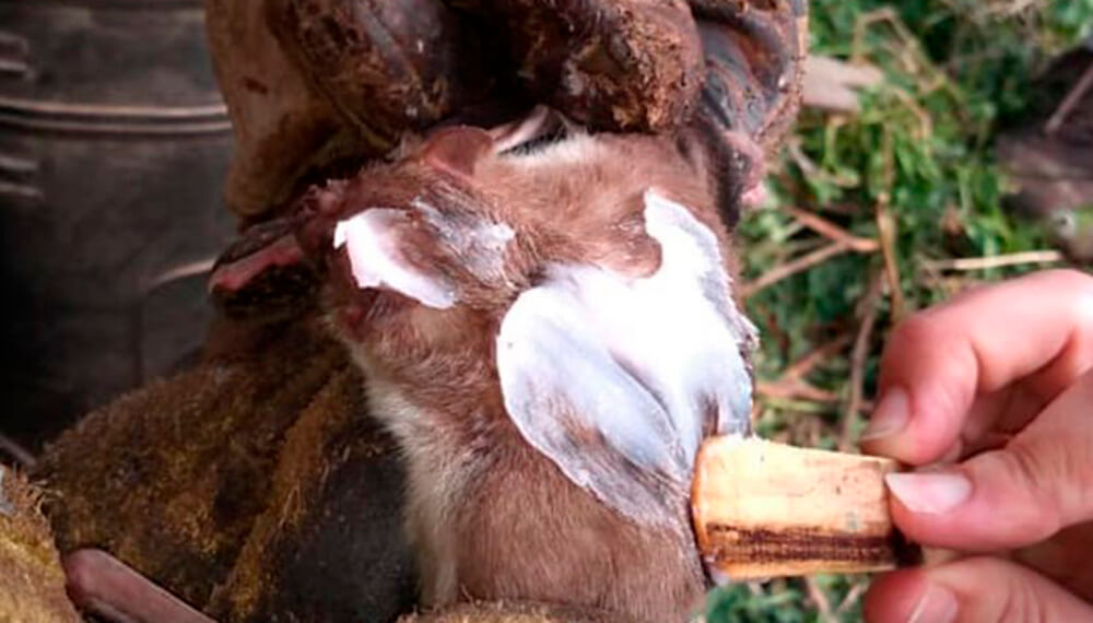 Un brote de rabia paresiante preocupa en Chaco: hay seis animales afectados y el Senasa ya actúa en la zona 1 vampiro