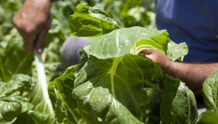 alimentos