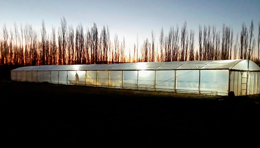 Los suspendieron en el sector petrolero y se convirtieron en productores de hidroponia 2 hidroponia neuquen infocampo4