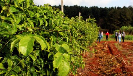 Promueven el desarrollo del cultivo de maracuyá en Misiones 1 maracuya planta infocampo