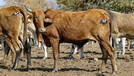 Se cansaron de perder vacas y les pintaron ojos en las nalgas 1 ojo nalga infocampo