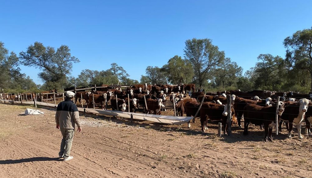 Ganadería "de alta gama": para asegurarse el maíz del feedlot invirtieron en riego subterráneo 4 La familia Boccolini - Cordoba - Inversion en riego por goteo