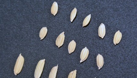 Un trabajo sin precedentes: desarrollan la primera base de datos moleculares para el arroz 2 semillas arroz infocampo