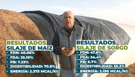 silo sorgo infocampo