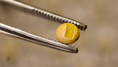 Crispr/Cas9