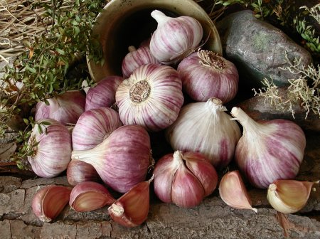 ajo infocampo