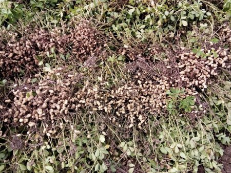 arachis infocampo