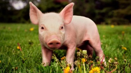 El trasplante de corazón de cerdos a humanos sería viable desde fines de 2021 1 cerdito infocampo