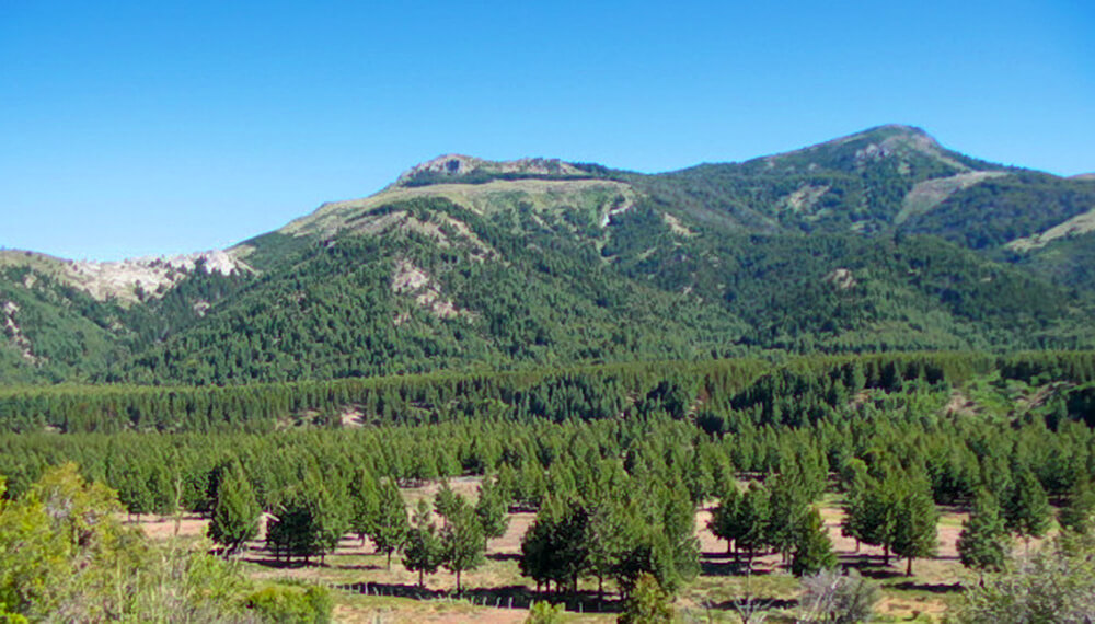 Revelan que la forestación con pino secuestró más carbono que la nativa en la Patagonia 1 forest SMDLA destacada