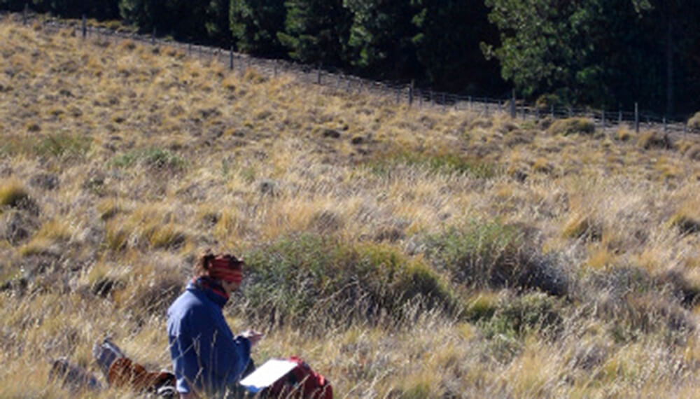 Revelan que la forestación con pino secuestró más carbono que la nativa en la Patagonia 2 forest SMDLA medición opt