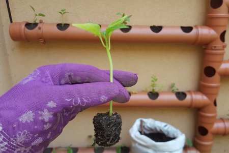 plantines inta infocampo