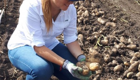 Papa: incrementar el volumen y la calidad es posible con nuevas tecnologías de fertilización 1 yara papas infocampo