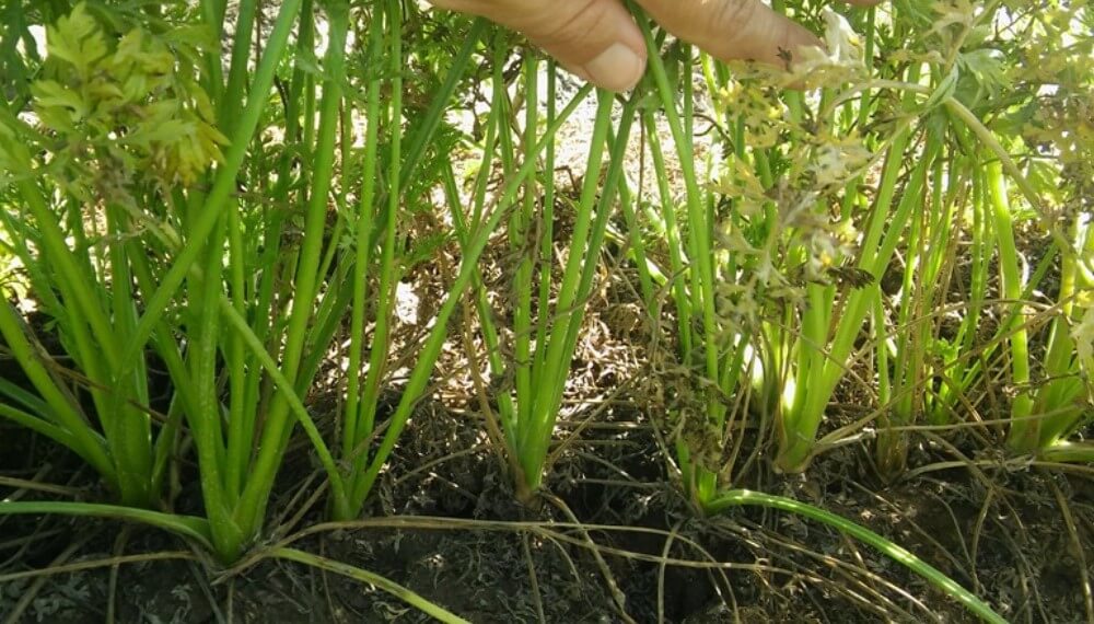 Coral INTA infocampo