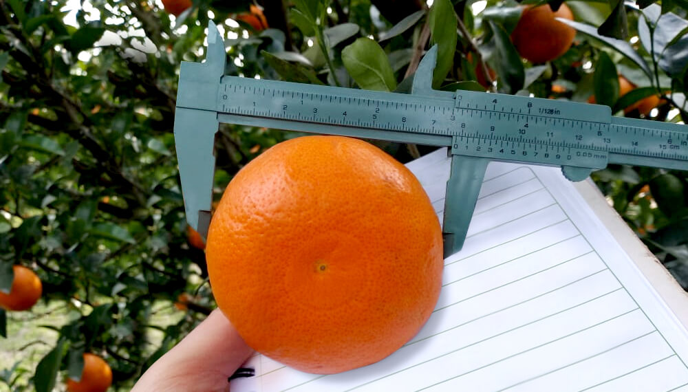 Cítricos: una "vuelta de tuerca" en el manejo para conseguir más rendimiento y calidad 1 Mandarina Murcott Entre Rios UPL Fertilizante foliar