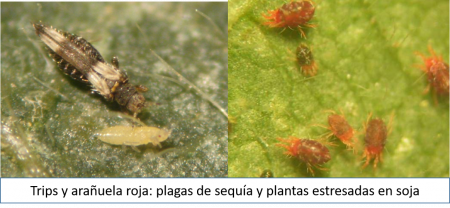 Trips y arañuelas