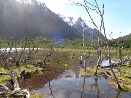 Se introdujeron en los años '40 y hoy son plaga: estudian cómo manejar a los castores en la Patagonia 1 patagonia infocampo