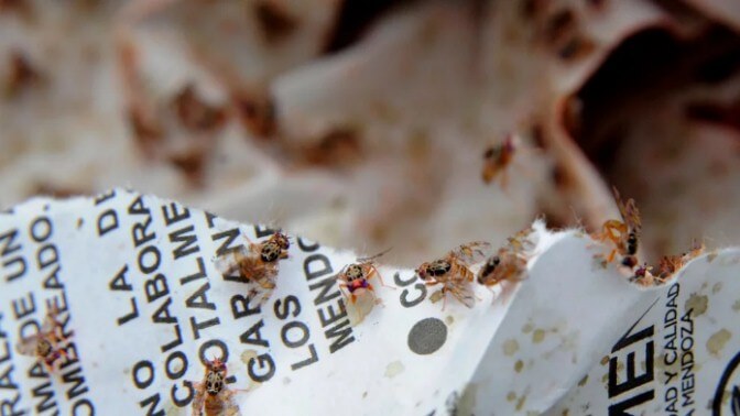 Control de Mosca del Mediterráneo: con frío es mejor 1 1senasa