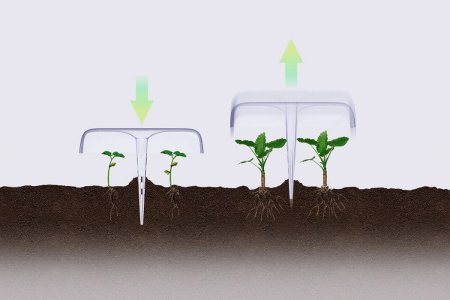 Un sistema permite plantar y germinar semillas sin necesidad de trasplantar brotes 1 Agrodome1 infocampo
