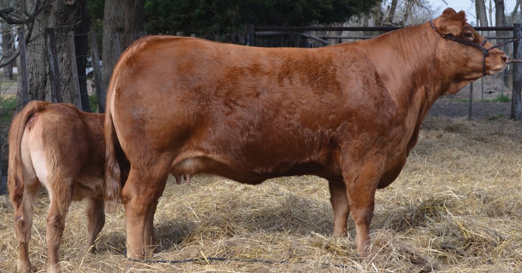Un toro y una vaca limousin de Argentina, premiados en el “Champions of the Word” de Texas 2 Madeleine limousin