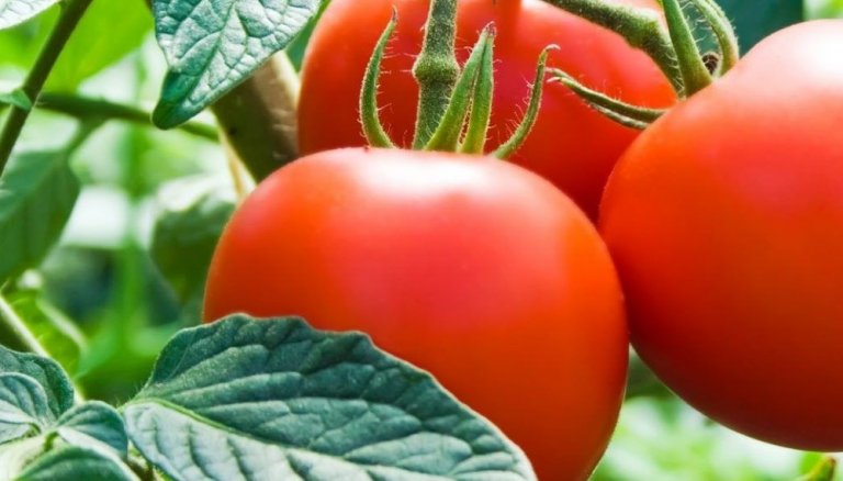 Tomates-huerta-infocampo