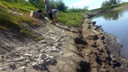 Encontraron restos de cientos de caballos de más de 200 años de antigüedad por la "Gran Seca" en San Pedro 1 bajante rio arrecifes infocampo