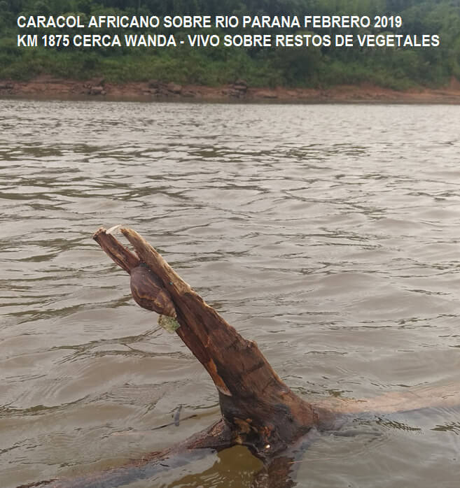 caracol africano 2019