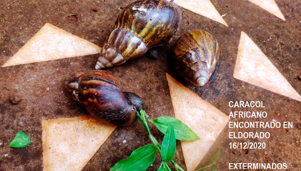 caracol africano 2020