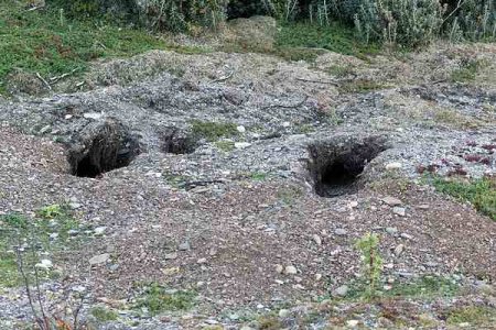 "Especie dañina y perjudicial": por qué el conejo europeo se prohibió en Argentina 1 cueva conejo europeo infocampo
